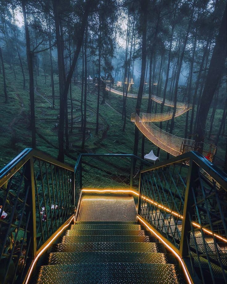 QUEENSTARTOUR, orchid forest